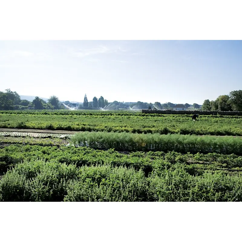 Arrosage avec la pompe à vis 750 W pour puits et forages