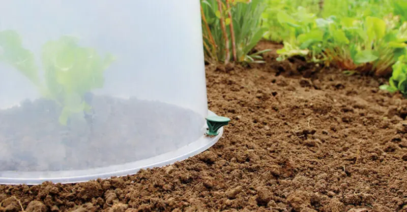 Lot de 3 cloches de culture Sunny Garantia pour plans et semis – Image 3