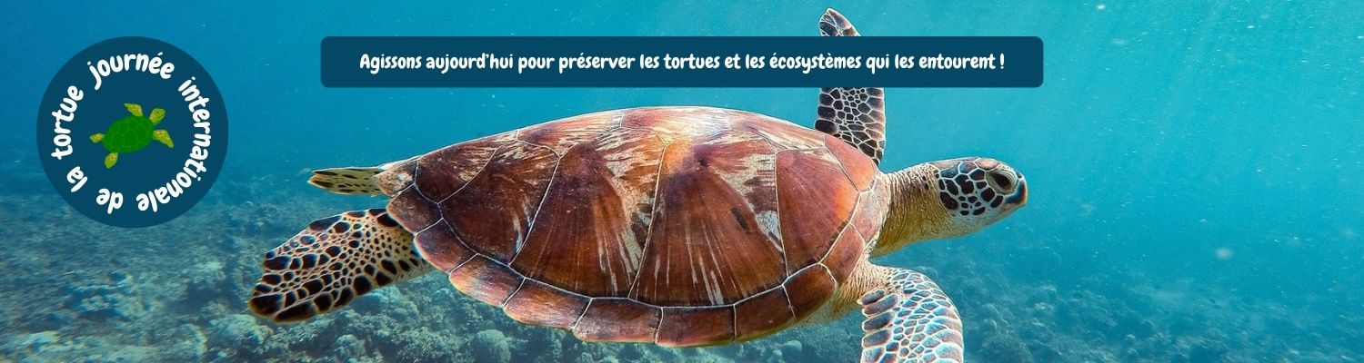 JourTortue